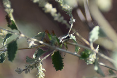 Phaedrotettix
