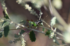 Phaedrotettix