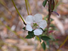 Leptospermum