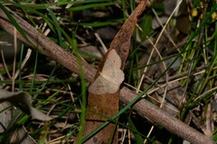 Epicyme rubropunctaria