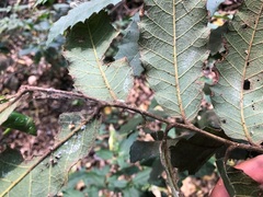 Cupaniopsis tomentella