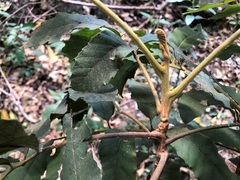 Cupaniopsis tomentella