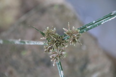 Cyperus malaccensis
