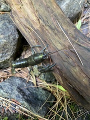 Cambarus bartonii