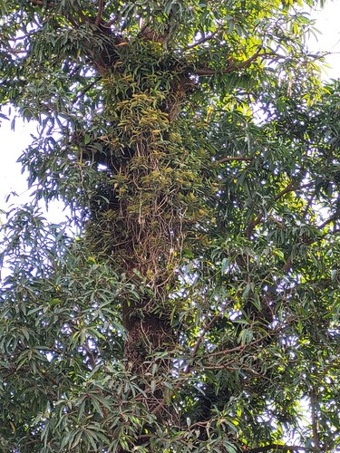 Calyptrochilum christyanum