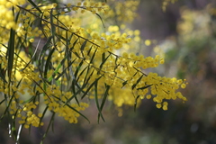 Acacia neriifolia