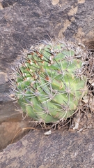 Eriosyce curvispina