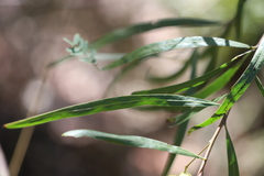 Acacia neriifolia