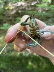 Cambarus bartonii