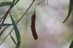 Acacia neriifolia