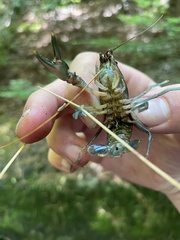 Cambarus bartonii
