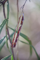 Acacia neriifolia