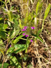 Justiciinae