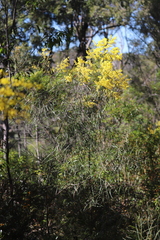 Acacia neriifolia