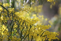 Acacia neriifolia