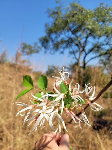 Baissea multiflora image