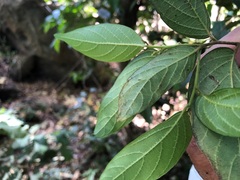 Alangium polyosmoides tomentosum