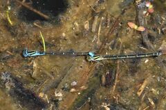 Austroagrion watsoni