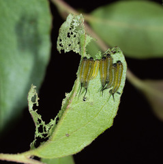 Lophyrotoma interrupta