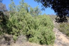 Schinus molle