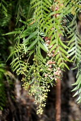 Schinus molle