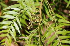 Schinus molle