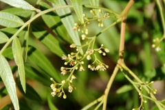 Schinus molle