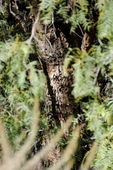 Schinus molle
