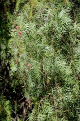 Schinus molle