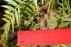 Schinus molle