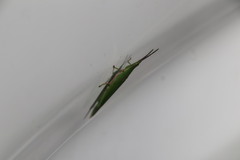 Atractomorpha sinensis