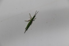 Atractomorpha sinensis