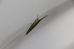 Atractomorpha sinensis