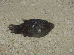 Canthigaster jactator