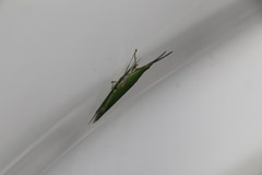 Atractomorpha sinensis