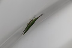 Atractomorpha sinensis