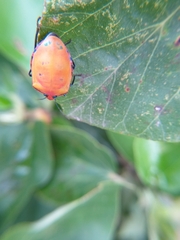 Tectocoris diophthalmus