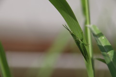 Atractomorpha sinensis