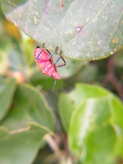 Tectocoris diophthalmus