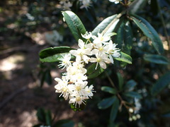 Acradenia frankliniae