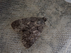 Gerbathodes angusta