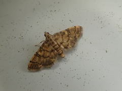 Nacoleia satsumalis
