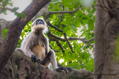 Semnopithecus hypoleucos