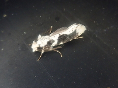 Psecadioides aspersus