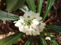 Anopterus glandulosus