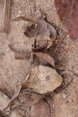 Trilophidia annulata