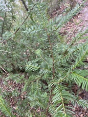 Taxus floridana