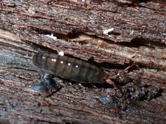 Amphipoda