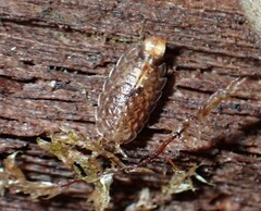 Isopoda