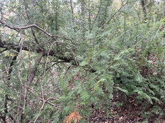 Taxus floridana